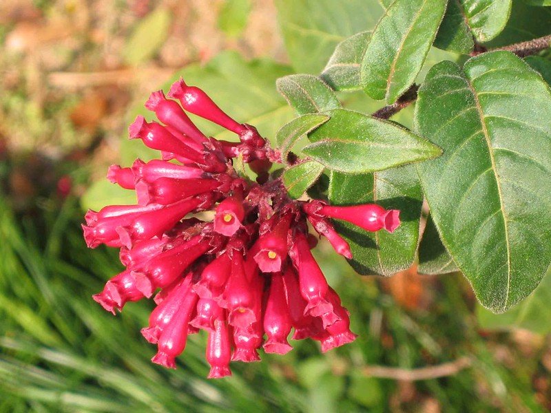 hong kong botanical gardens cestrum elegans pic by HQ