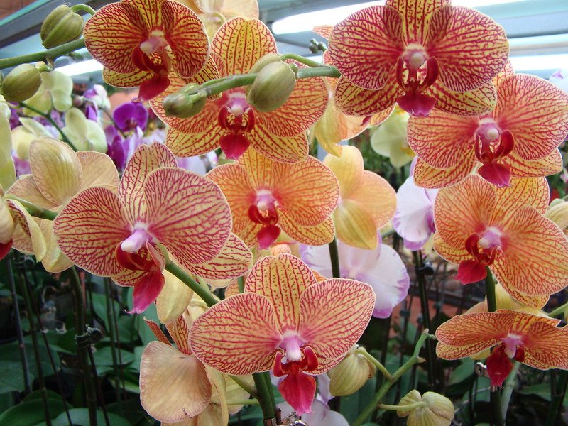 hong kong flower market orchids by vasenka photography 