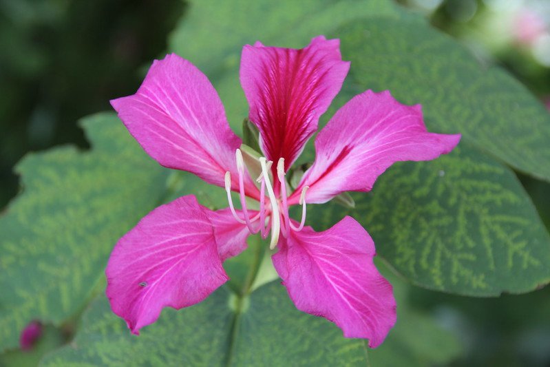 hong kong national flower pic by treeworld wholesale