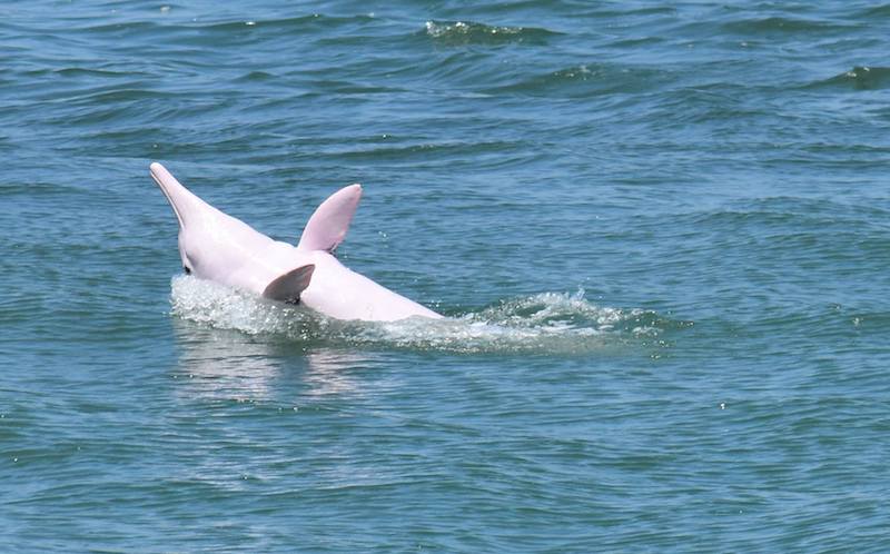 hong kong pink dolphin watch swimming by fb