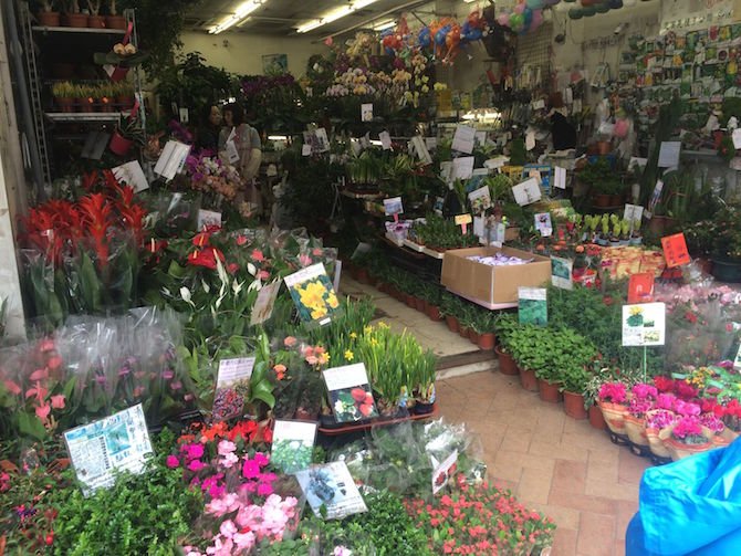 image - hong kong flower market view