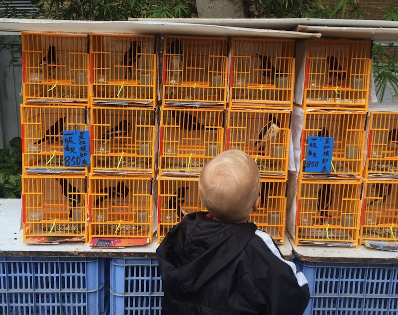 image - yuen-po-bird-gardens-jack-cages 800
