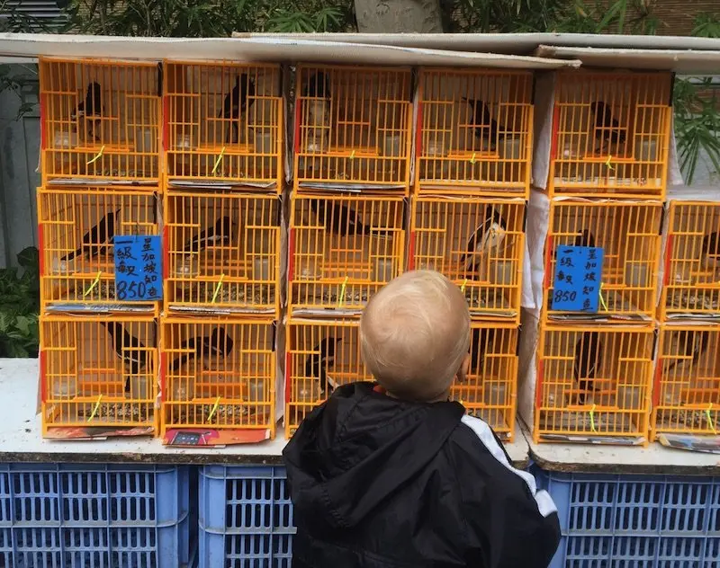 image - yuen-po-bird-gardens-jack-cages 800