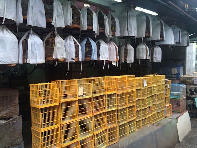 image - yuen po bird gardens yellow cages close up