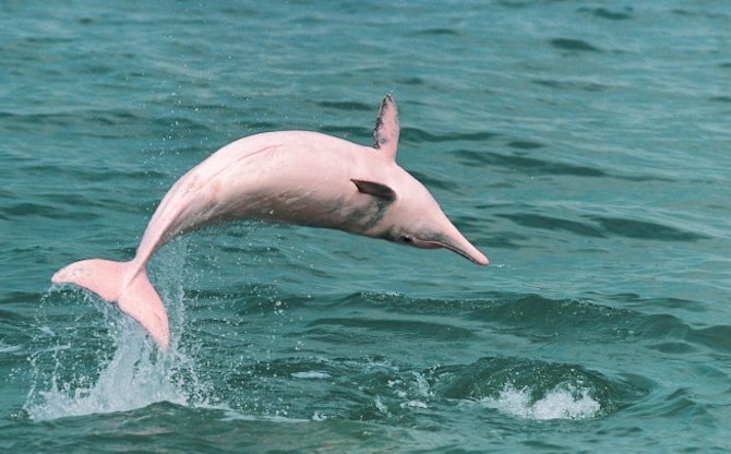 pink-dolphins-hong-kong -jump