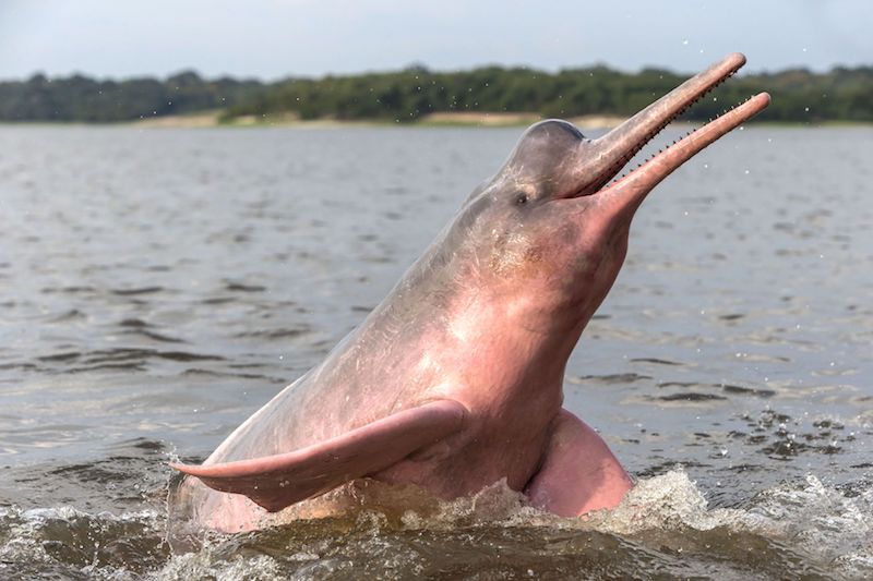 pink river dolphin amazon river