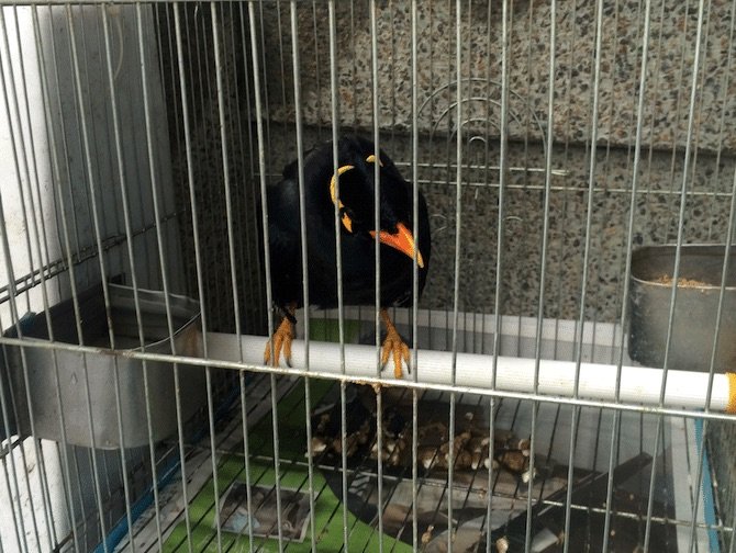 yuen-po-bird-garden-singing-bird