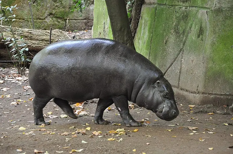 800px-Pygmy_hippopotamus_Rome bioparco zoo