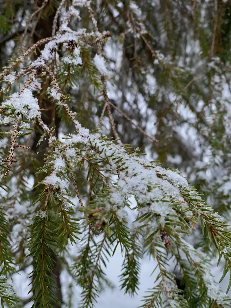 Image - snowy trees at joulukka