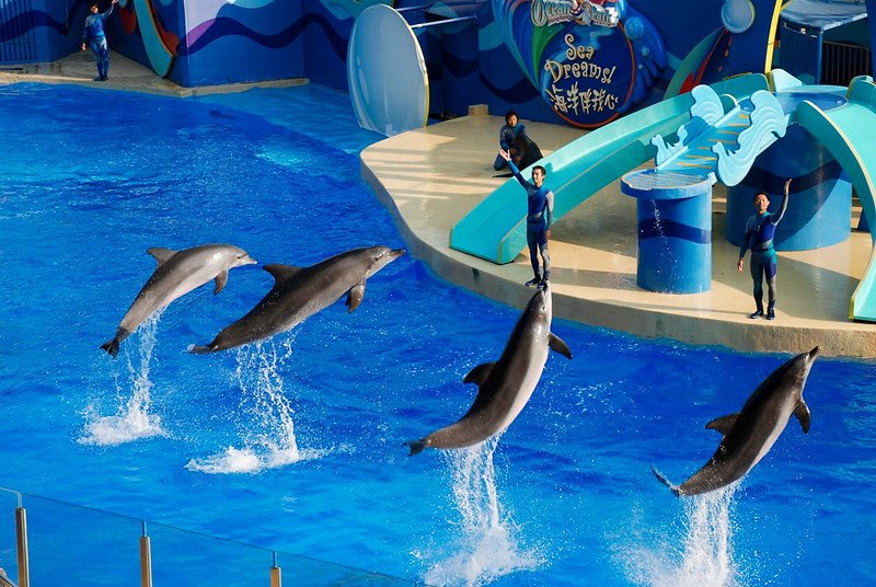 dolphins at whiskers theatre by xiquinhosilva