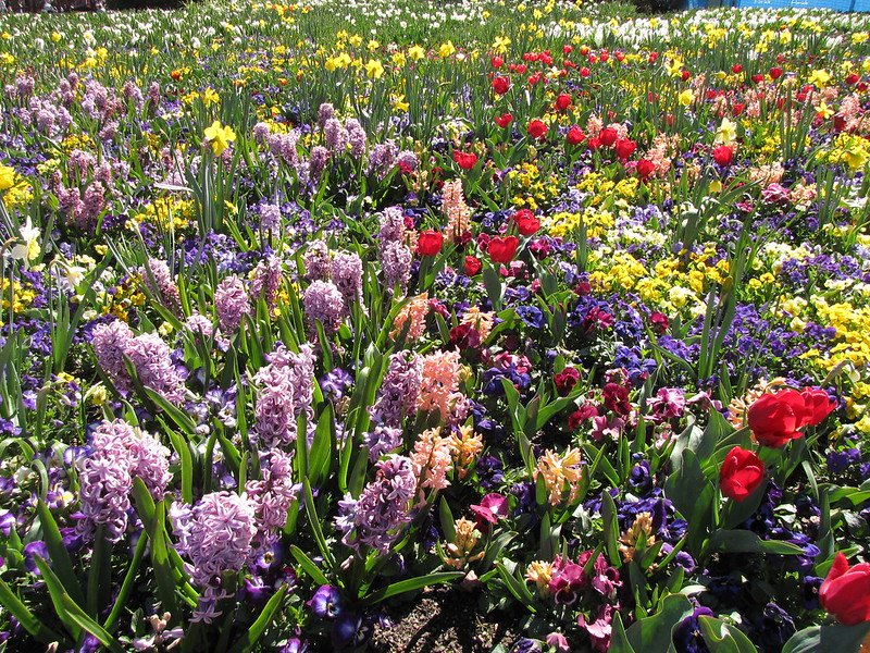 floriade canberra flowers by christopher john SSF