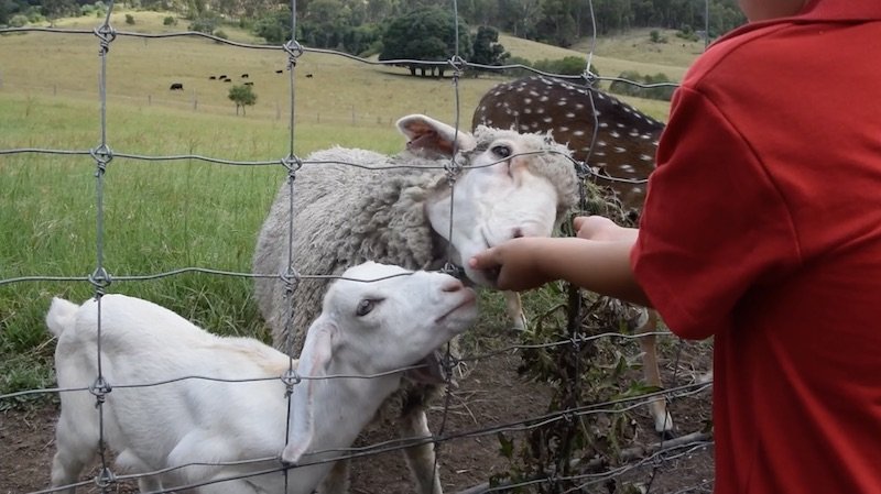 photo-lillydale-farmstay-brisbane feeding sheep