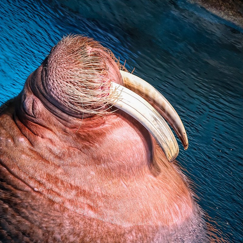 walrus by rick massey flickr