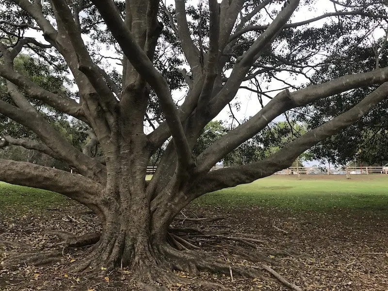 photo - Brightmore Reserve Kids Bike Park_tree climbing