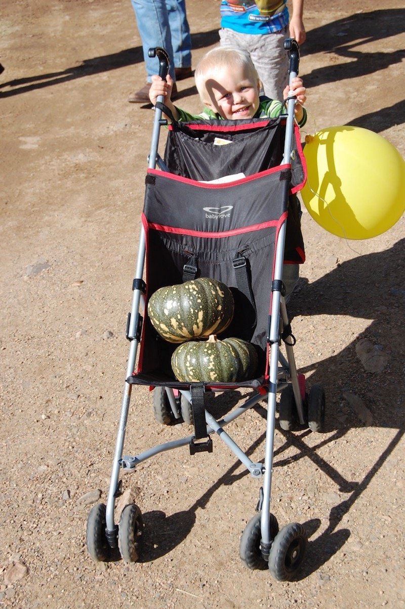 photo - goomeri pumpkin festival pumpkin in stroller