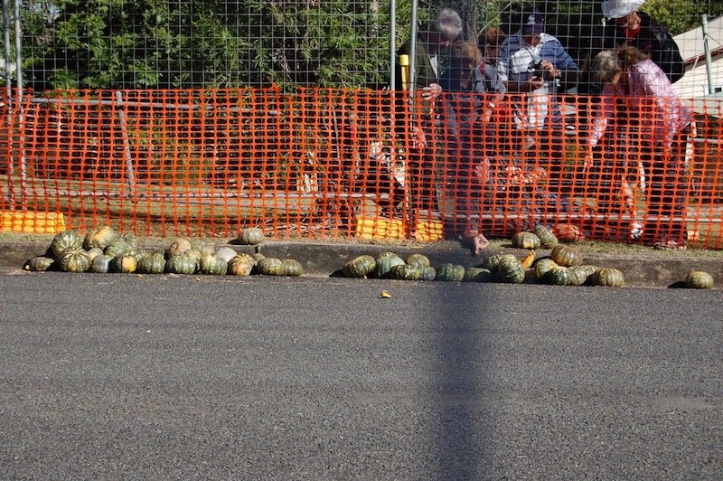 photo - goomeri pumpkin festival smashed pumpkins