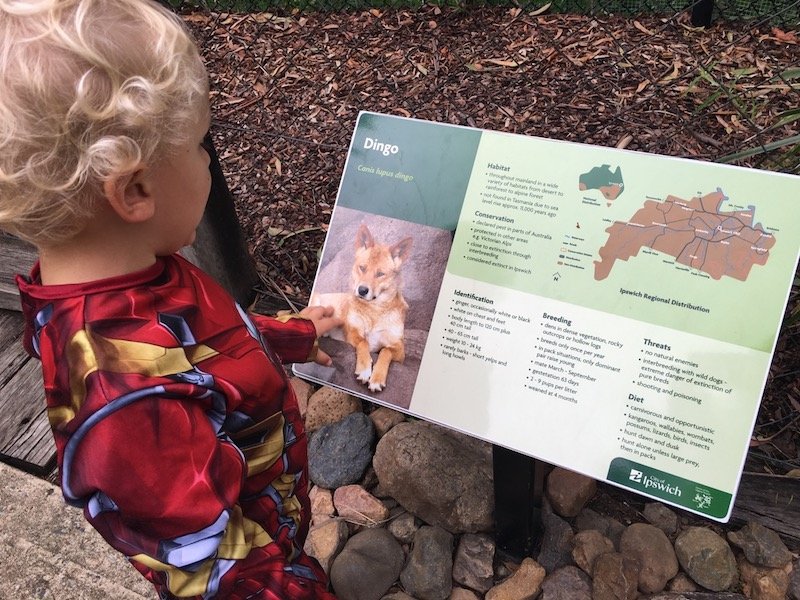 photo - ipswich nature centre dingo boards