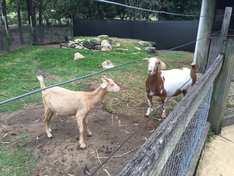 photo - ipswich nature centre farmyard