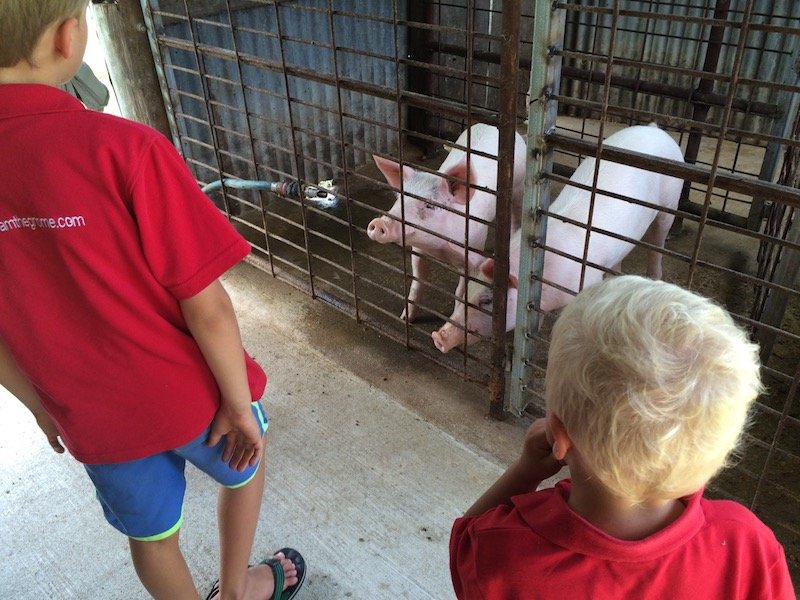 photo - lillydale farmstay pigs
