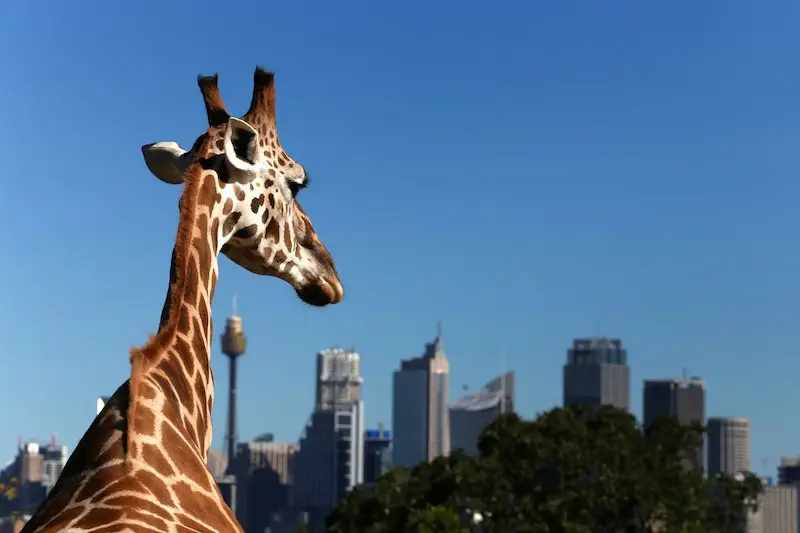 pic - Giraffe looks towards Sydney's financial district
