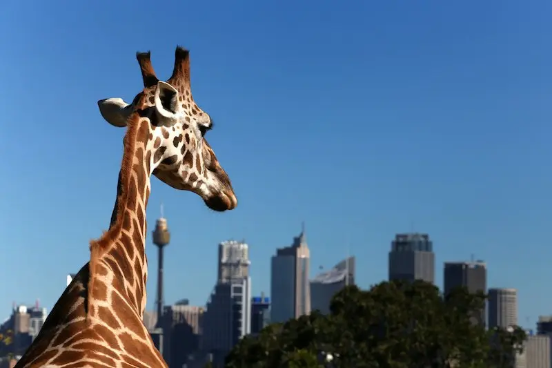 Giraffe looks towards Sydney's financial district
