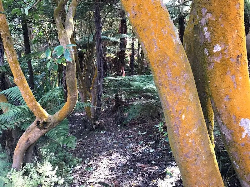 Hells Gate Rotorua yellow trees pic