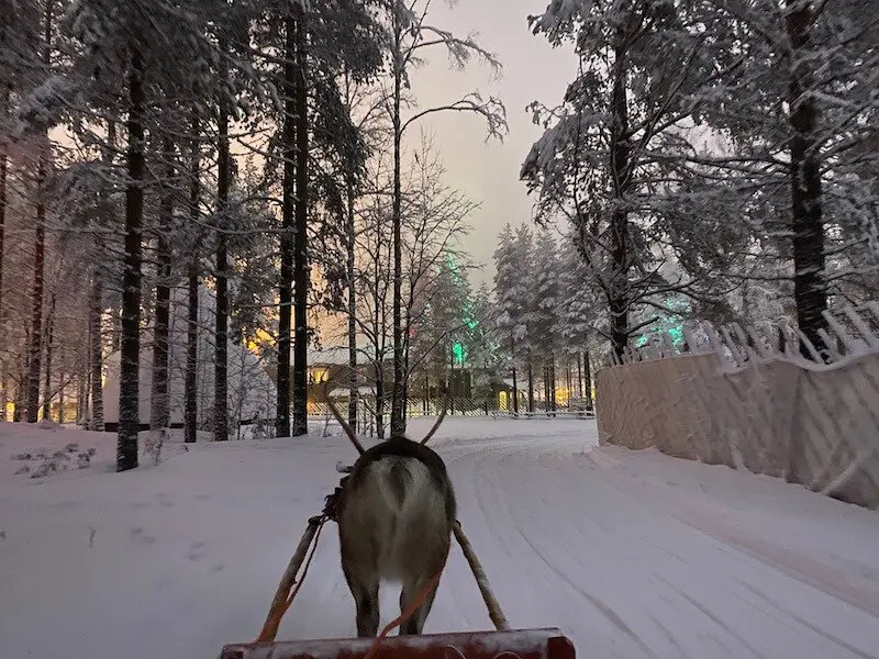 Image - reindeer ride rovaniemi