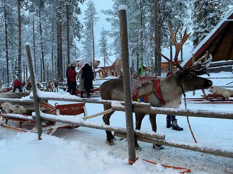 Image - reindeer sleigh ride rovaniemi