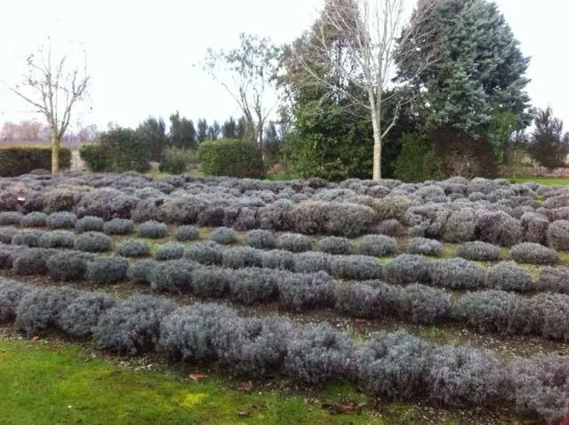 Nevaria-Lavender-Farm pic