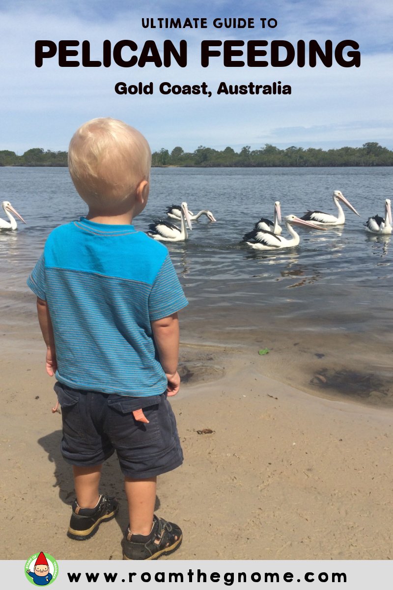 PIN pelican feeding gold coast pic