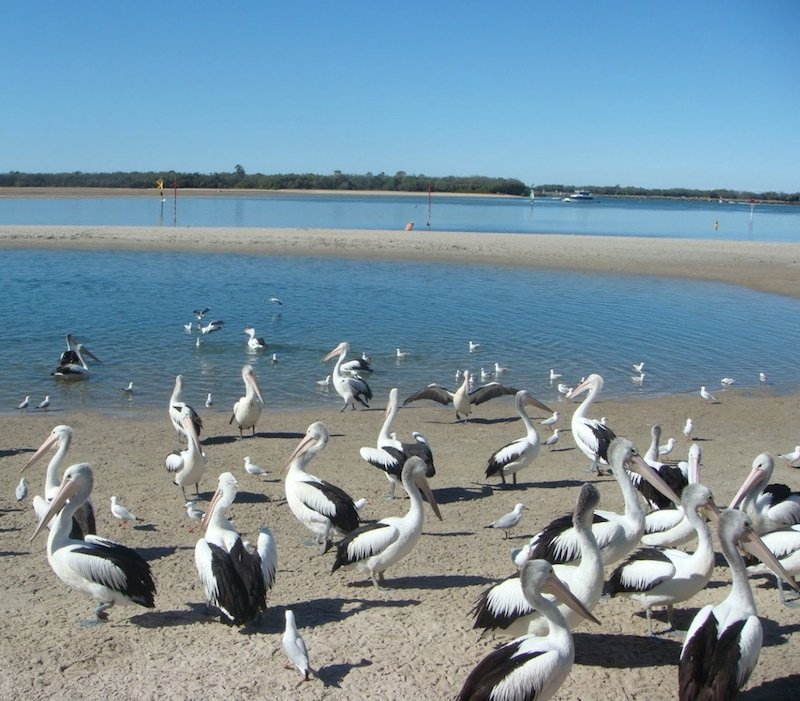 charis seafoods pelicans by mark chen GM