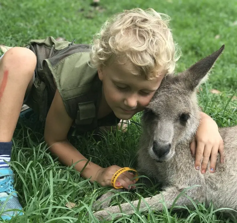 image - currumbin sanctuary kangaroo cuddles 800