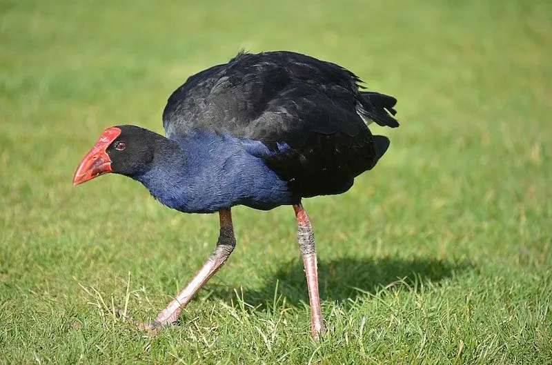 image- pukeko by needpix