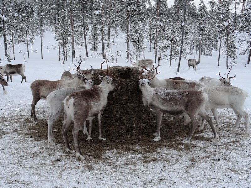 image - reindeer farm
