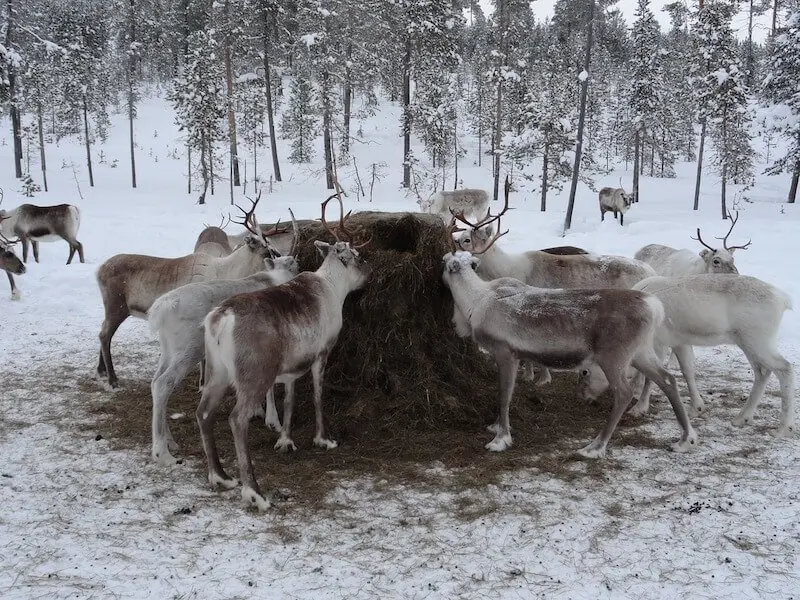 image - reindeer farm