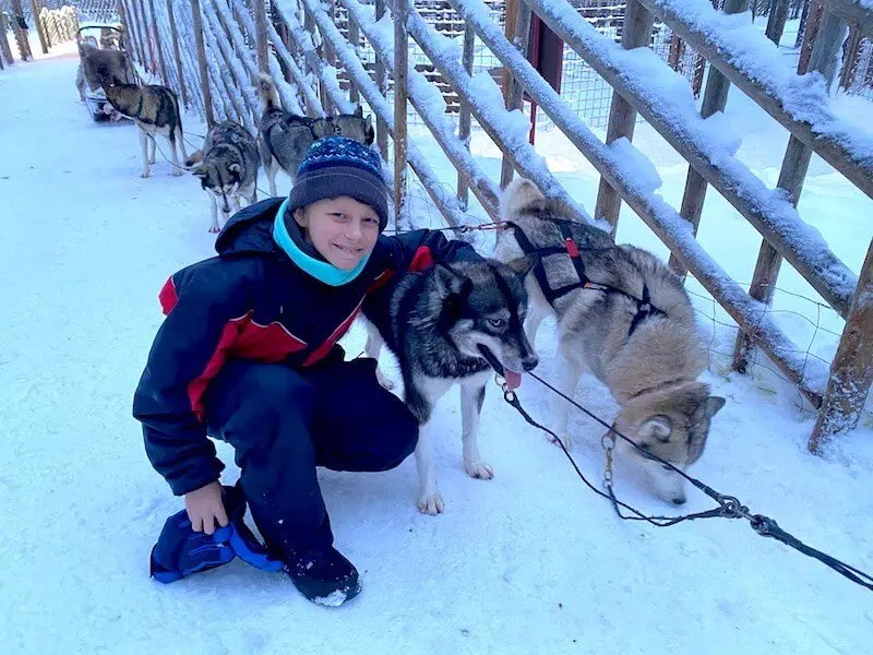 image - things to do in rovaniemi in winter husky ride