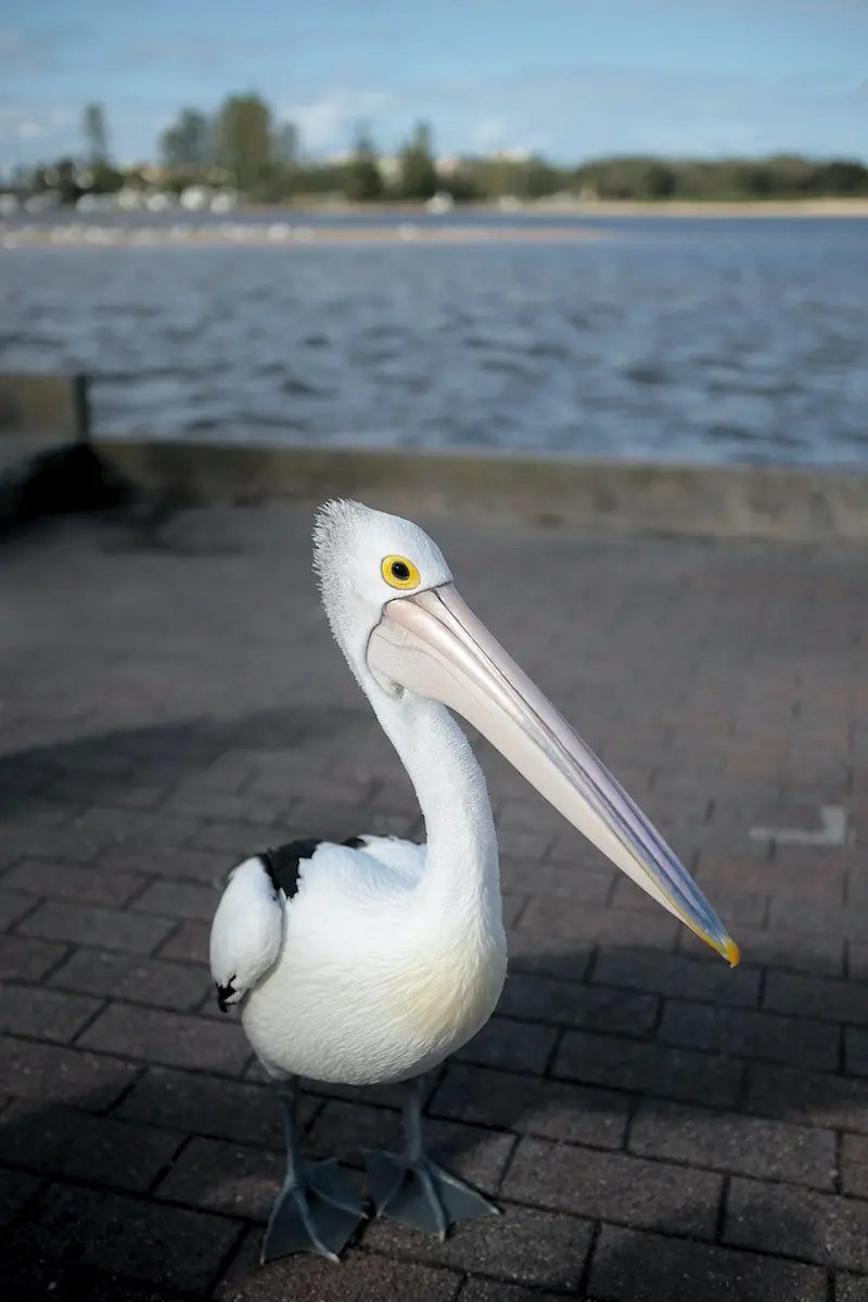 marty the pelican pic by harlie-raethel-BncRVRYpjV4-unsplash