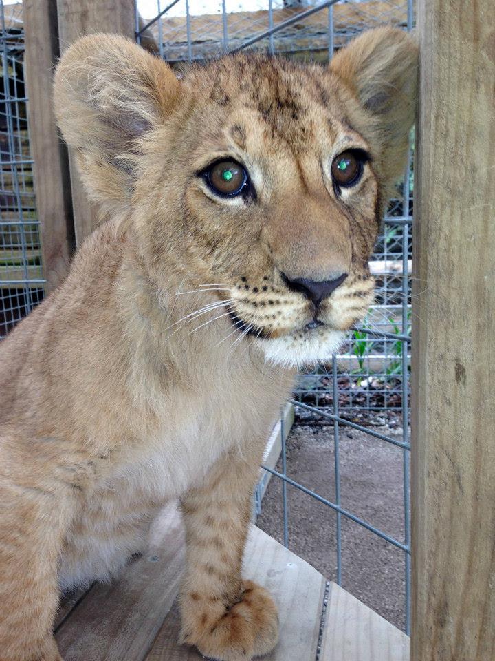 paradise valley springs wildlife park via fb