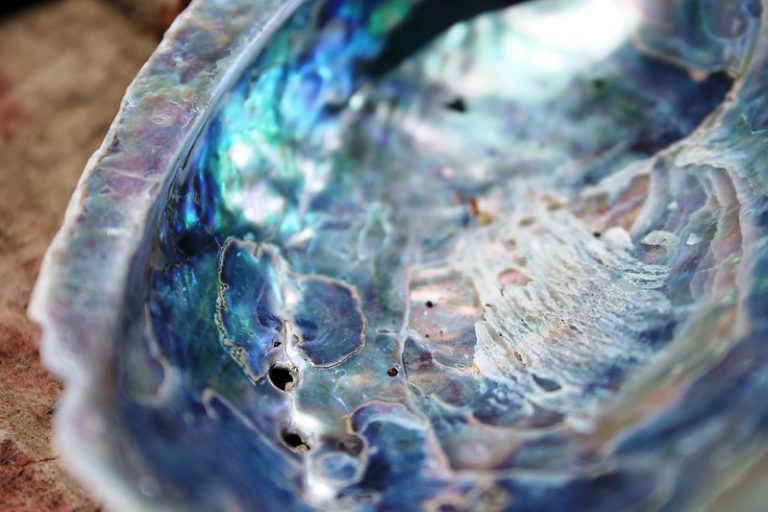 39 BEST NEW ZEALAND SOUVENIRS DO NOT PASS BY!