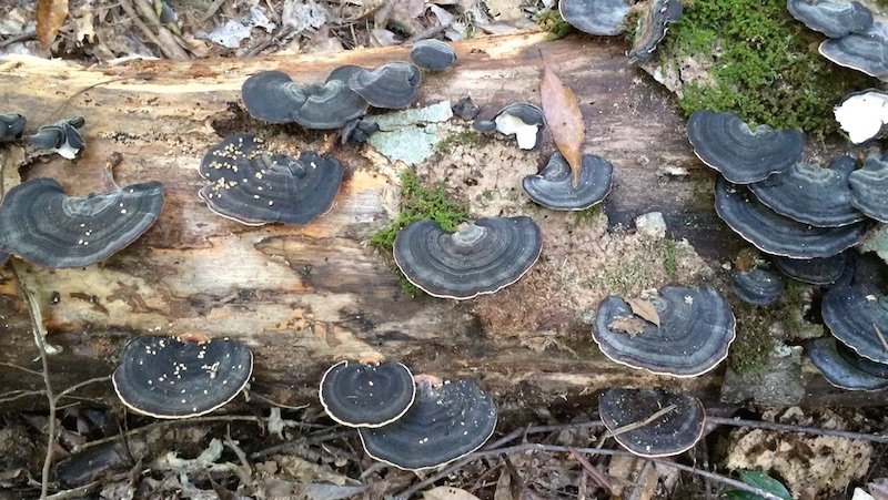 photo - mt cougal national park botanicals