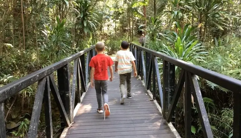 photo - mt cougal national park bridge walkway