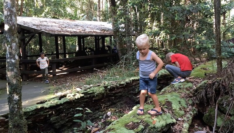 photo - mt cougal national park logging hut