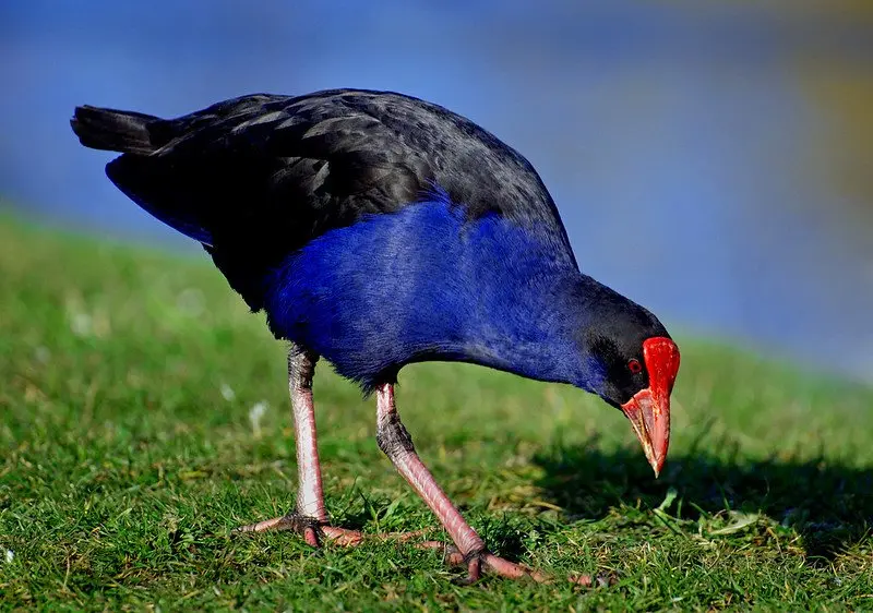 pukeko bird pic by bernard spragg nz 