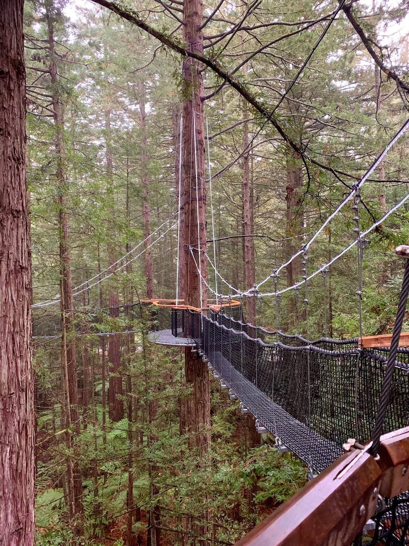 rotorua redwoods treewalk via fb