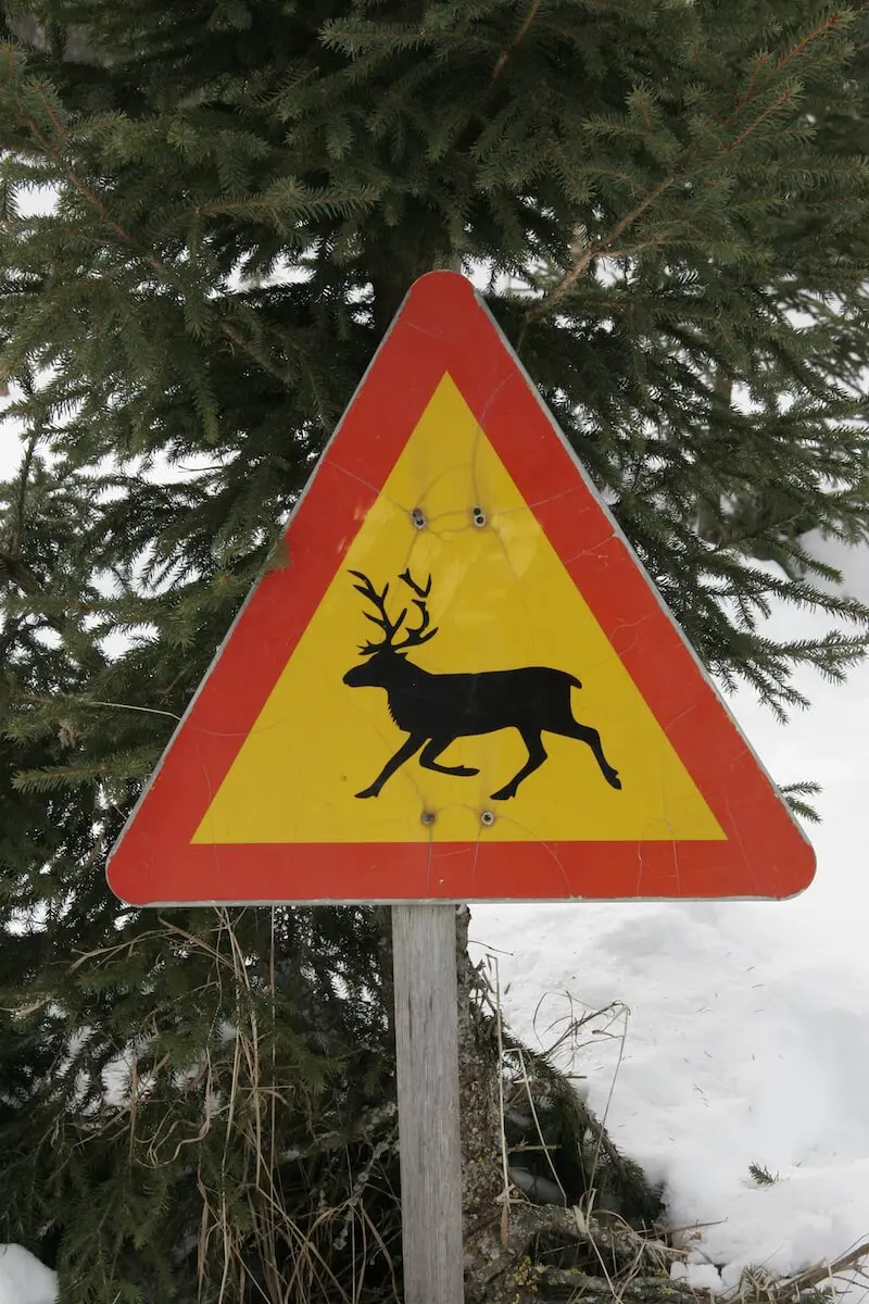 image- watch-out-reindeer-traffic-sign-rovaniemi