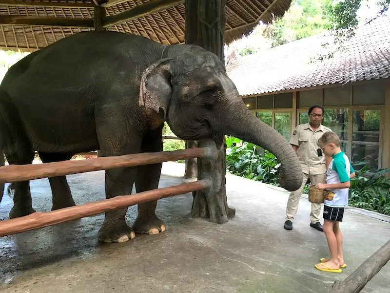 image - bali safari and marine park elephant feeding