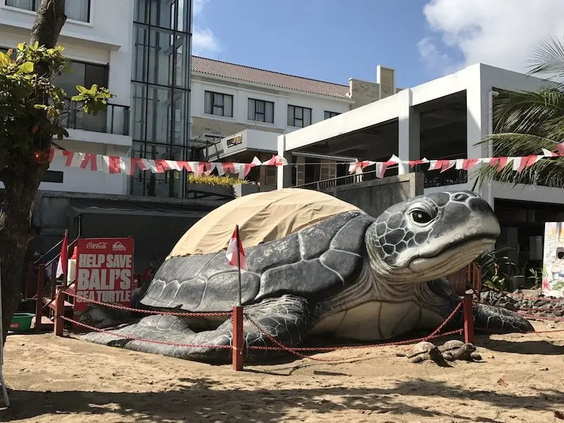 image - bali sea turtle rescue hub