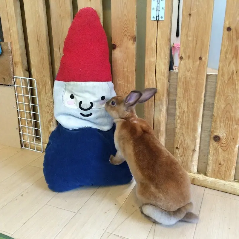 image - harajuku rabbit cafe kiss 800