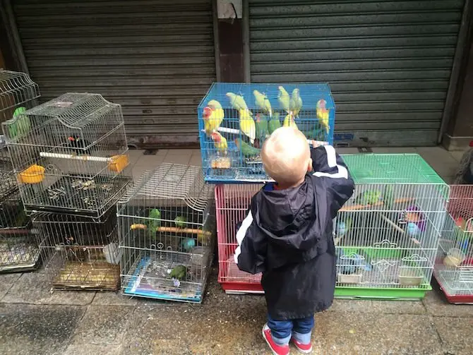 image - yuen po bird gardens jack at cages 670