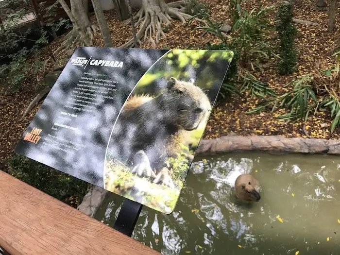 image - currumbin bird sanctuary capybara